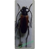 Stenurella melanura (Linnaeus, 1758) female Strangalia czarniawa